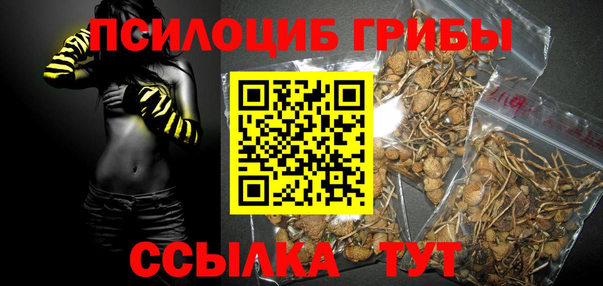 Псилоцибиновые грибы Psilocybine cubensis Северобайкальск