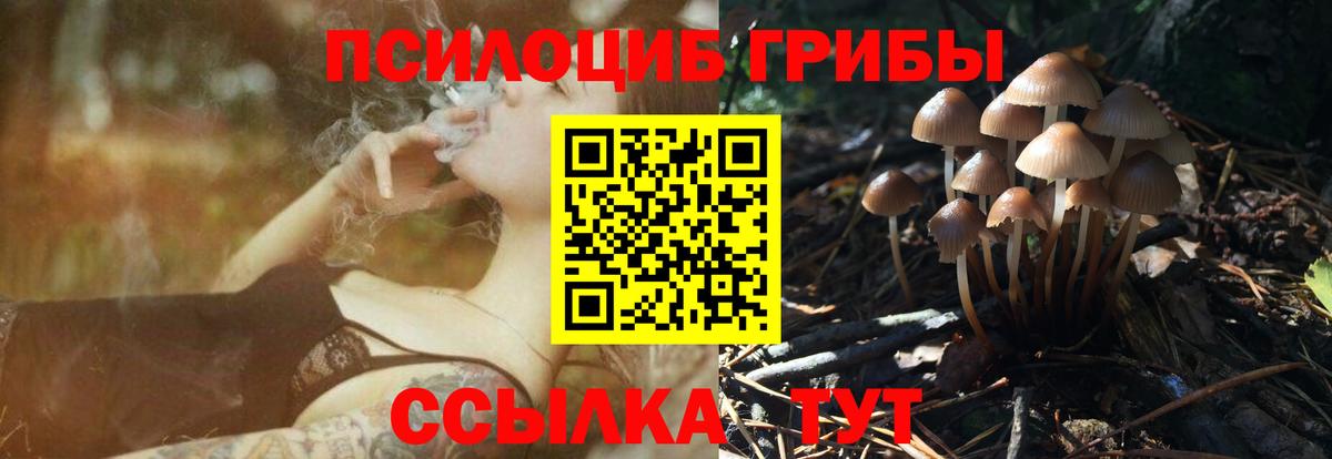 Северобайкальск  Псилоцибиновые грибы Psilocybine cubensis  Вход с VPN 